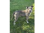 Challah, American Pit Bull Terrier For Adoption In Belleville, Michigan
