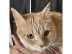 Missy, Domestic Shorthair For Adoption In Independence, Missouri