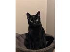 Batman Aka Owen, Domestic Shorthair For Adoption In Panama City, Florida