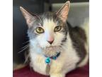 Cooper, Domestic Shorthair For Adoption In Port Washington, New York