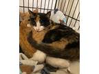 Penny (fcid# 03/27/2024 - 36 Brandywine Ps), Domestic Shorthair For Adoption In