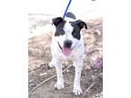 Ava, American Staffordshire Terrier For Adoption In Olive Branch, Mississippi