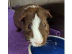 Cookie, Guinea Pig For Adoption In Slinger, Wisconsin