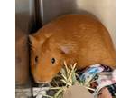 Alice, Guinea Pig For Adoption In Slinger, Wisconsin