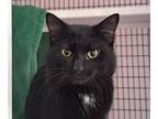 Zealand, Domestic Shorthair For Adoption In Chicago, Illinois