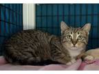 Thundercat, Domestic Shorthair For Adoption In Chicago, Illinois