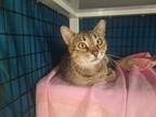 Raptor Princess, Domestic Shorthair For Adoption In Chicago, Illinois
