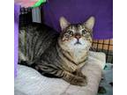 Meridoc, Domestic Shorthair For Adoption In Chicago, Illinois