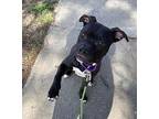 Mark, American Staffordshire Terrier For Adoption In Raleigh, North Carolina