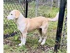 Waffles, Labrador Retriever For Adoption In Jackson, Tennessee