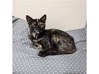 Loretta Lynn, Domestic Shorthair For Adoption In Lexington, North Carolina