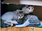 Reina & Rani (we're In Foster Care!), Domestic Shorthair For Adoption In