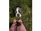 Dale Mcgillicutty - 3917 #ga, Boston Terrier For Adoption In Maryville