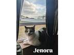 Jenova, Domestic Shorthair For Adoption In Orlando, Florida