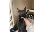 Phantom, Domestic Shorthair For Adoption In Oakland, New Jersey