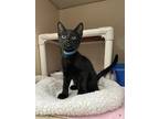 Binx, Domestic Shorthair For Adoption In Oakland, New Jersey