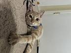 Queso, Domestic Shorthair For Adoption In Goodyear, Arizona