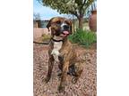 Zuko, American Pit Bull Terrier For Adoption In Payson, Arizona
