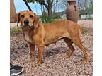 Billy Jean, Labrador Retriever For Adoption In Payson, Arizona