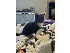 Bobo, Domestic Shorthair For Adoption In Herndon, Virginia