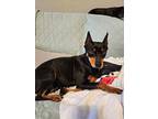 Judy, Miniature Pinscher For Adoption In Windsor, Colorado