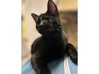 Carmody, Domestic Shorthair For Adoption In Northwood, New Hampshire
