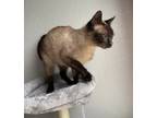 Dip Stick (declawed), Siamese For Adoption In Fort Worth, Texas