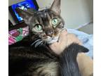 Roxy (declawed), Bengal For Adoption In Fort Worth, Texas