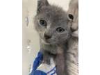Forest, Domestic Shorthair For Adoption In Fort Worth, Texas