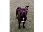 Zeke, American Pit Bull Terrier For Adoption In Fort Worth, Texas