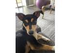 Scottie, Rat Terrier For Adoption In Fort Worth, Texas