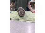 Kasha, Guinea Pig For Adoption In Corvallis, Oregon