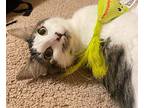 Adelaide, Domestic Mediumhair For Adoption In Bothell, Washington