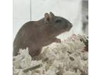 Thomasina, Gerbil For Adoption In Calgary, Alberta