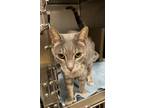 Kal, Domestic Shorthair For Adoption In Twinsburg, Ohio