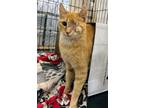 Buffy, Domestic Shorthair For Adoption In Twinsburg, Ohio