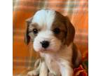 Cavalier King Charles Spaniel Puppy for sale in Maynard, MN, USA
