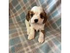 Cavalier King Charles Spaniel Puppy for sale in Maynard, MN, USA