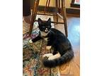 Arbie23, Domestic Mediumhair For Adoption In Youngsville, North Carolina