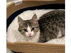 Cranberry24, Domestic Shorthair For Adoption In Youngsville, North Carolina