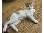 Kiki's Kitten: Fukuo, Domestic Shorthair For Adoption In Warren, Connecticut