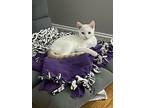Kiki's Kitten: Osono, Colorpoint Shorthair For Adoption In Warren, Connecticut