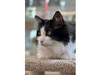 Romeo, Domestic Longhair For Adoption In San Carlos, California