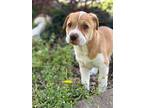 Umeko, American Pit Bull Terrier For Adoption In Taylors, South Carolina