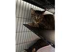 Atticus & Finch (bonded Pair), Domestic Shorthair For Adoption In Mooresville