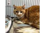 Herman, Domestic Shorthair For Adoption In Mooresville, North Carolina