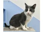 Moana, Domestic Shorthair For Adoption In Columbus, Ohio