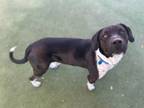 Eeyore, American Staffordshire Terrier For Adoption In Phoenix, Arizona