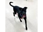 Chase, Labrador Retriever For Adoption In Eatontown, New Jersey