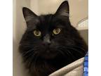 Keith, Domestic Longhair For Adoption In Swanzey, New Hampshire